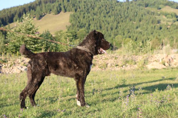 Icar - Hogan | Central Asian Shepherd Dog 