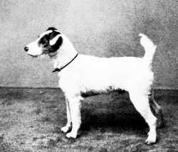 Cackler of Notts | Wire Fox Terrier 