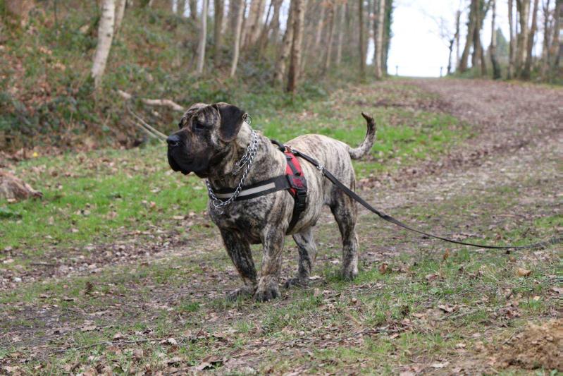 Mile Vom Kriegerherz | Perro de Presa Canario 