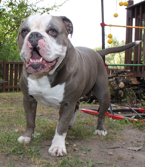 Precision Bulldogges Sulley | Olde English Bulldogge 