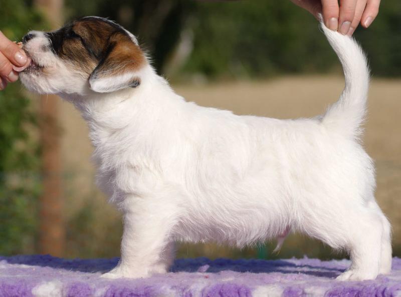 Jacks'R'us White Magnificent Topaz | Jack Russell Terrier 