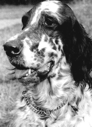 Silvanus Helveta | English Setter 