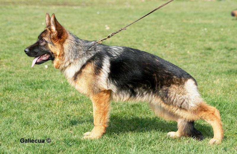 Raika von der Ullenburg | German Shepherd Dog 