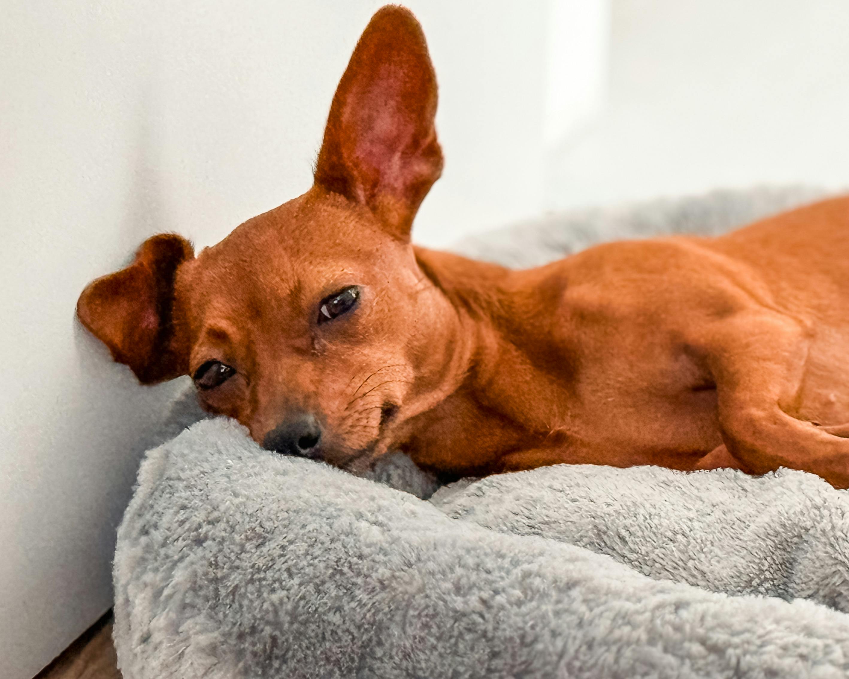 Andalusian Podenco