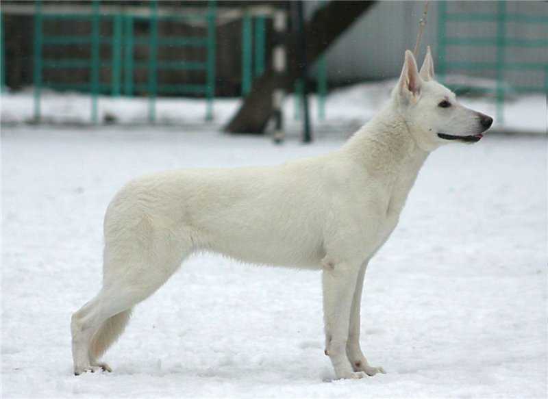 Fieliss Uganda Aysulu | White Swiss Shepherd Dog 