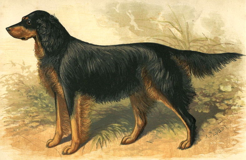 Bang IV [Mr. T.H. Scott's] (1884) 20377 | Gordon Setter 