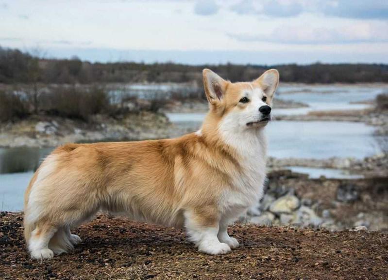 Mistycor Orion Fiery  In Night | Pembroke Welsh Corgi 