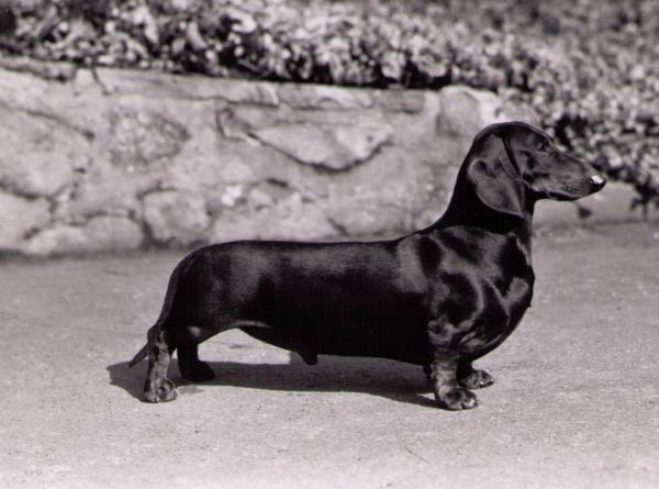 Sheen von Westphalen | Dachshund 