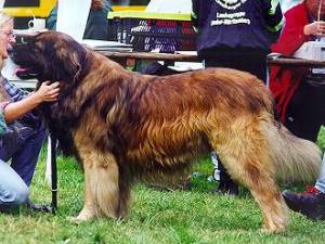 Aaron v. Equitania | Leonberger 