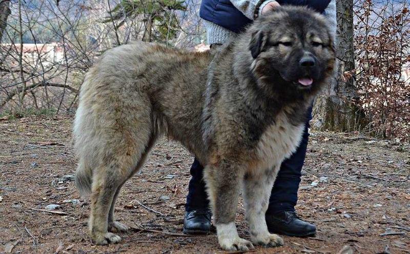 Yaruna Russtil K.O. | Caucasian Mountain Dog 