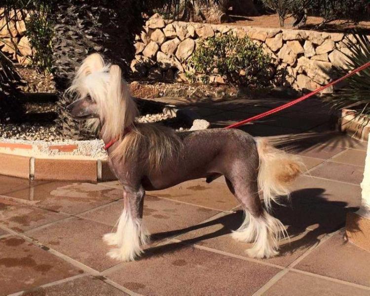 Tjall Rosa Thea FCI | Chinese Crested 