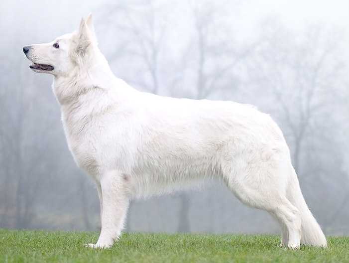 Enny Sue Les Trois Baisers | White Swiss Shepherd Dog 