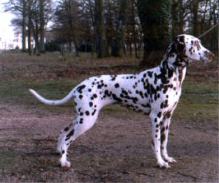 Elsa Du manoir des hieronymites de belem | Dalmatian 