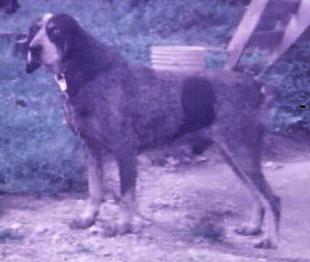 Adkins Blue Dog Blue VI | Bluetick Coonhound 