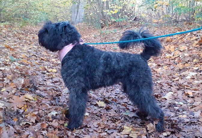 Frederieke Najelly vom Spicher Wäldchen | Bouvier des Flandres 