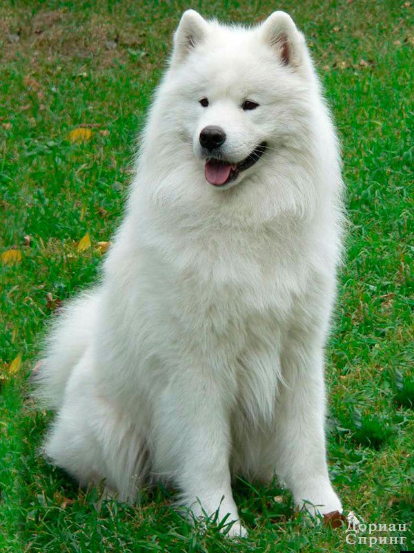 Angel Ayona Dorian | Samoyed 