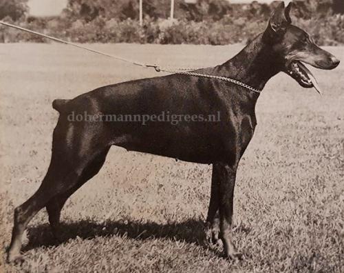 Frida v. Oranien Stolz | Black Doberman Pinscher