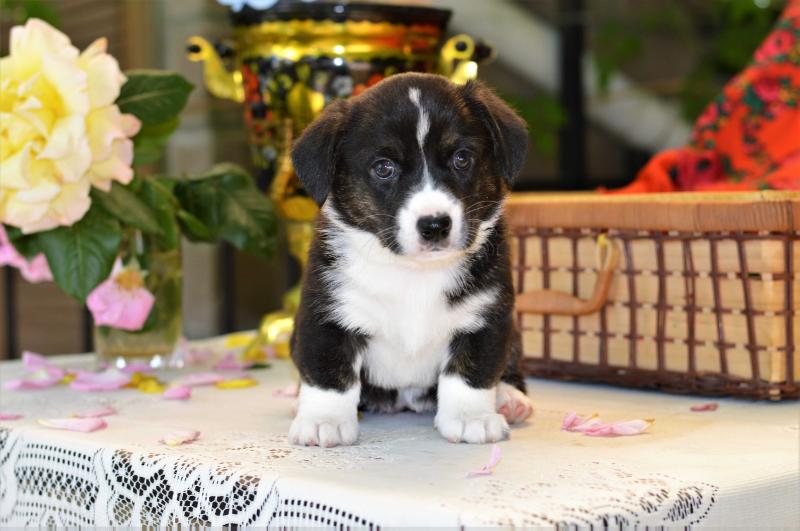 SEVASTOPOLSKIY VALS VENDETTA BLACK | Cardigan Welsh Corgi 