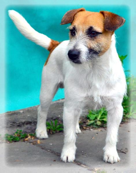 BAIRES JR ENFANT TERRIBLE | Jack Russell Terrier 