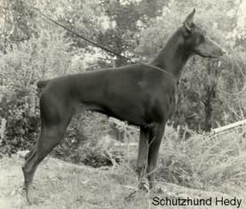 Schutzhund Hedy | Black Doberman Pinscher