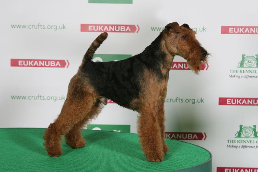 Kebulak TRIGGER HAPPY | Welsh Terrier 