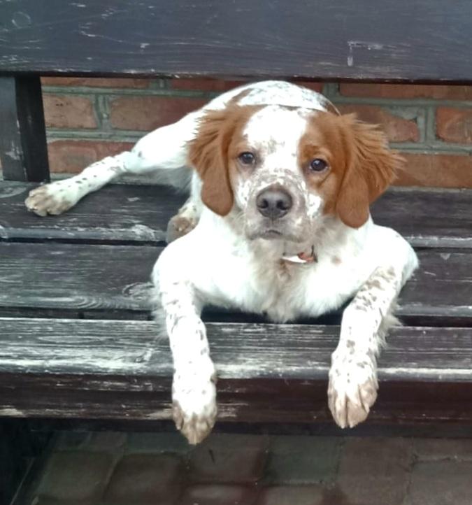 PELE | Brittany 