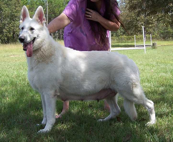 Royal Sunny Morning | White Swiss Shepherd Dog 