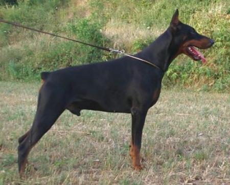 Ygor v. Klingbach | Black Doberman Pinscher