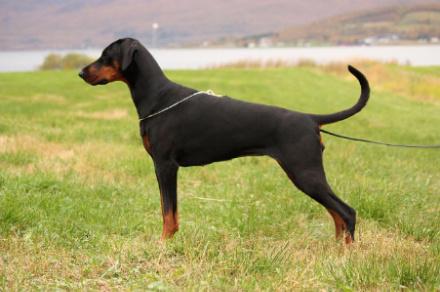 Arakia's Me And You | Black Doberman Pinscher