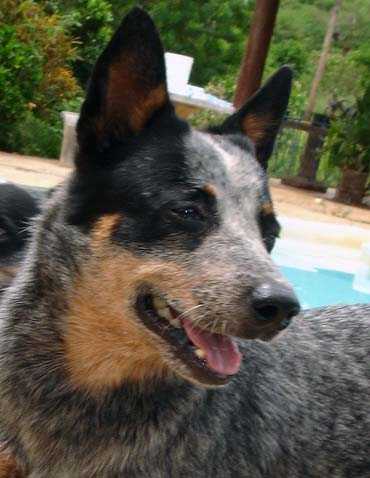 Kuawarri Big Boy | Australian Cattle Dog 