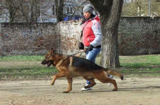 Rastus Haus Dando | German Shepherd Dog 