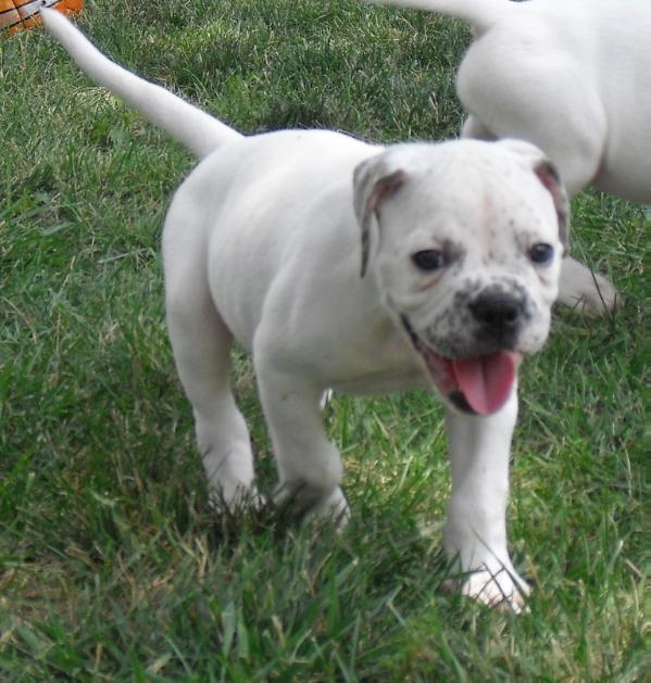 MoJo's Momma's Boy AKA Bones | American Bulldog 