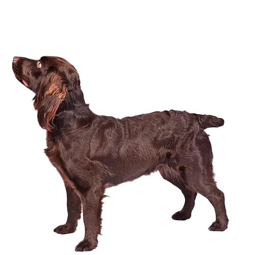 Boykin Spaniel