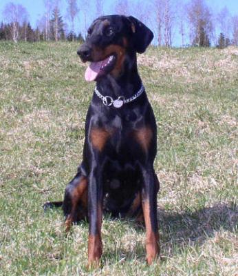Doberpride's Black Perfect Ona | Black Doberman Pinscher
