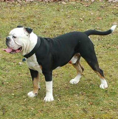 Nuyorican Bulldogges King Mo | Olde English Bulldogge 