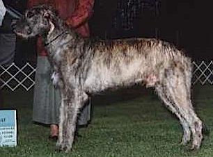 Baronglen The General | Irish Wolfhound 
