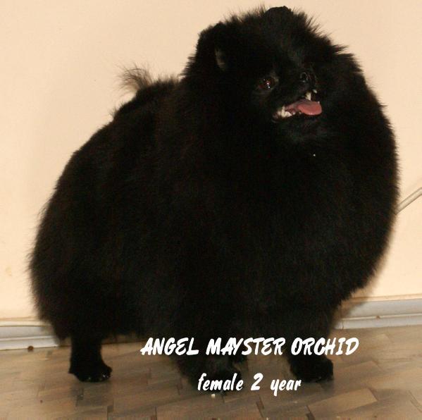 ANGEL MAYSTER ORCHID | Pomeranian 