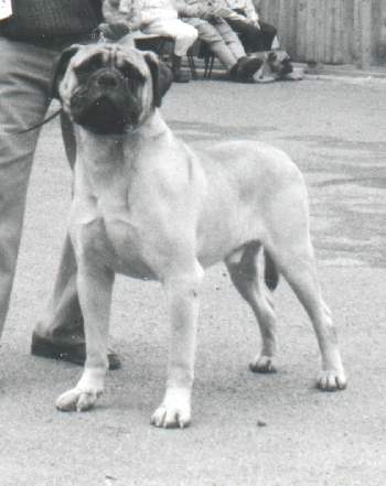 BOOMERANG OF NAUKEEN | Bullmastiff 