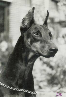 Utah v.h. Rapenland (NHSB 1028416) | Black Doberman Pinscher