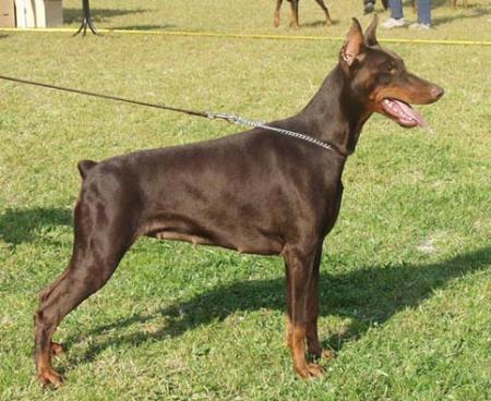 Modus Ost Evva Eurydice | Brown Doberman Pinscher