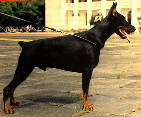 S'Lichobor Tigris | Black Doberman Pinscher