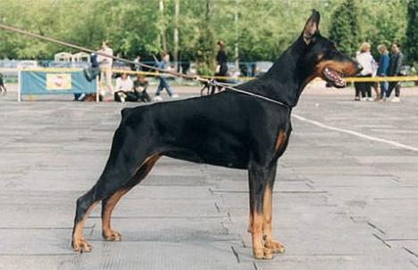 E'Bazylea Helloween | Black Doberman Pinscher