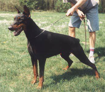 Chai Candace v. Diaspora | Black Doberman Pinscher