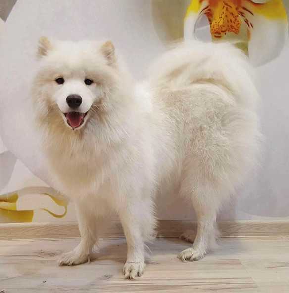 ENIGMA OF HONEY Magia Syberii | Samoyed 