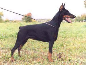 Kaprisskoko v.d. Räuberhöhle | Black Doberman Pinscher