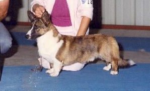 Davenith Clean Sweep | Cardigan Welsh Corgi 