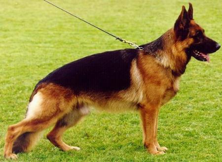 Fello vom Farbenspiel | German Shepherd Dog 