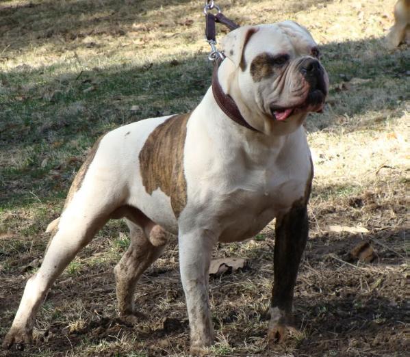 Dailey's Woolly Bully PH-0.38/0.38 | American Bulldog 