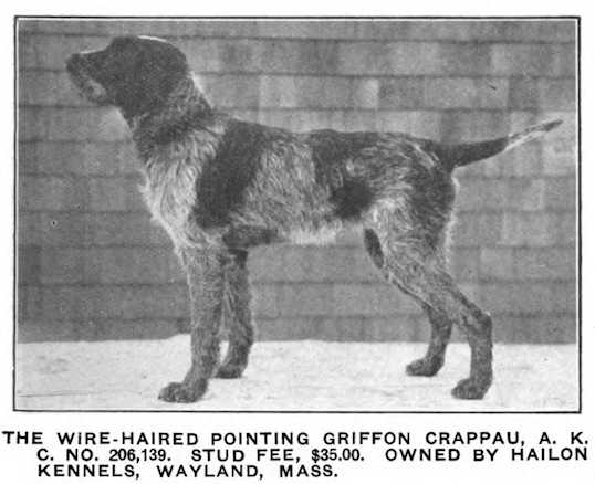 Crappau (19??) AKC 206139 | Wirehaired Pointing Griffon 