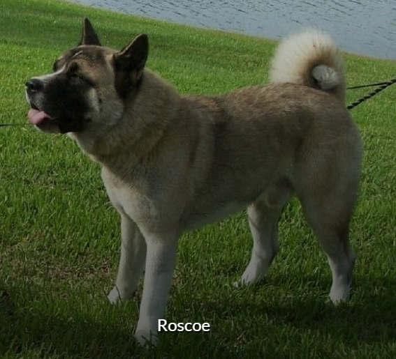 Roscoe X | Akita 